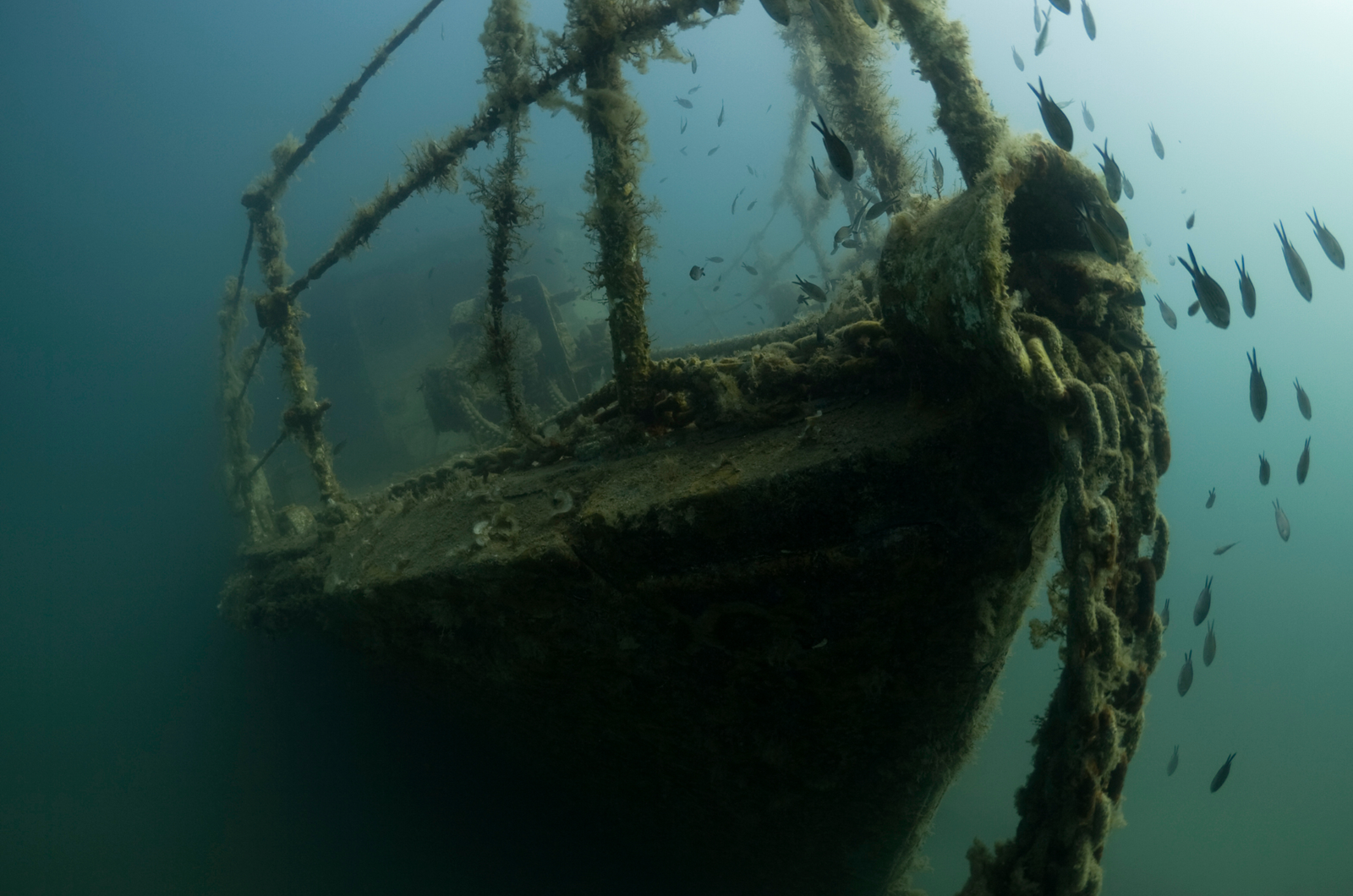 Pecio con muestras de bioincrustación